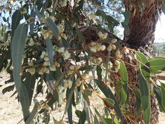Eucalyptus cosmophylla