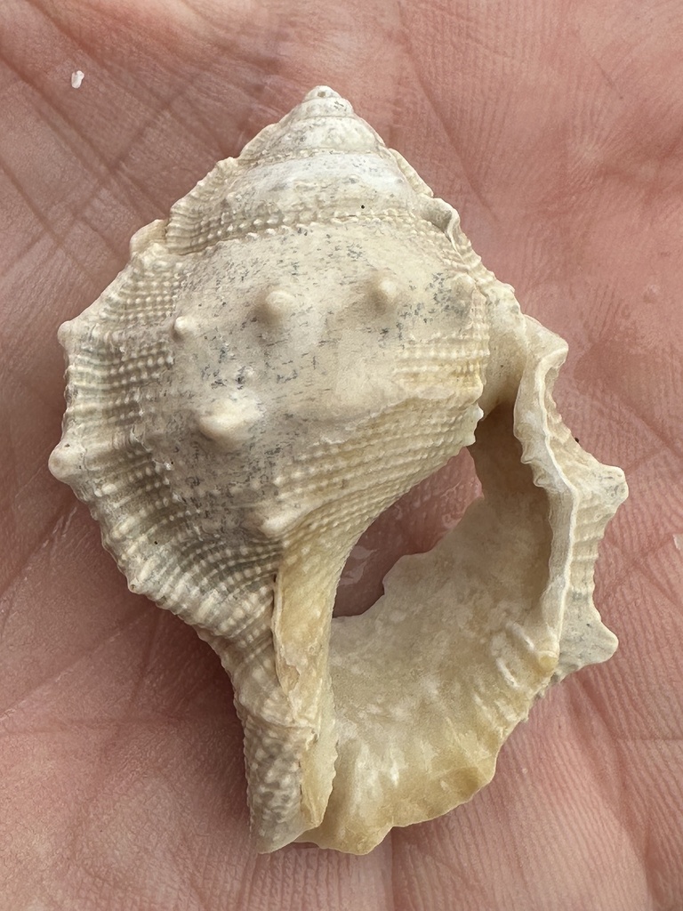 Common frogsnail