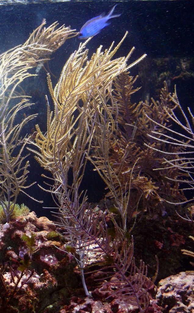 Purple Sea Plume