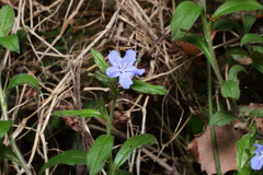 Aegonychon zollingeri