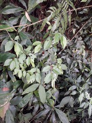 Elaeagnus thunbergii
