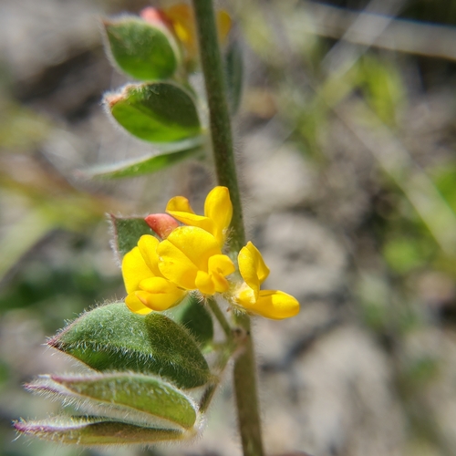 Image of Acmispon tomentosus by no rights reserved