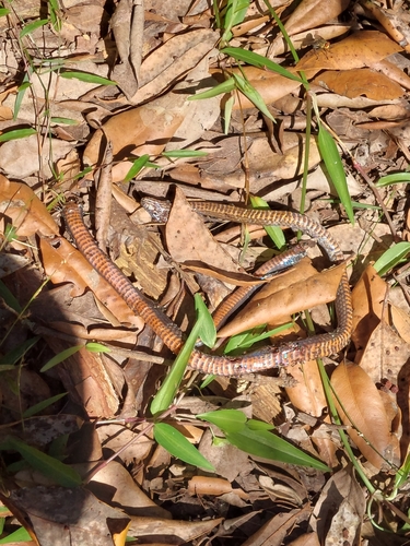 Golden-crowned Snake sighting