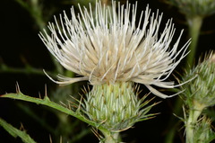 Cirsium cymosum