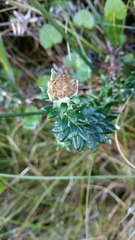 Anaxeton nycthemerum