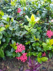 Ixora