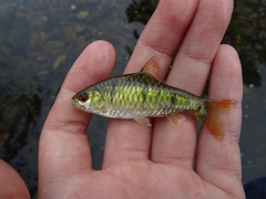 Barbodes semifasciolatus