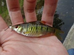 Barbodes semifasciolatus