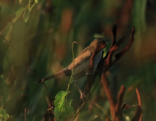 Bristled Grassbird (Schoenicola striatus), photo 8