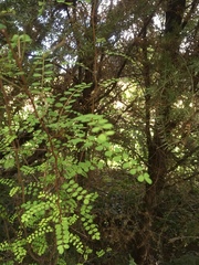 Sophoreae