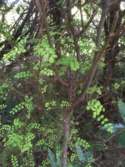 Sophoreae