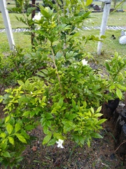 Magnoliopsida