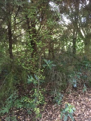 Sophoreae