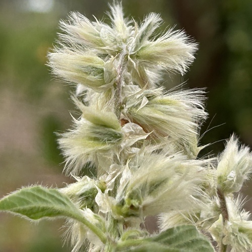 Cyathula orthacantha (Cyathula orthacantha)