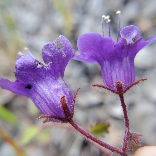 Wild canterbury bells (Phacelia minor)