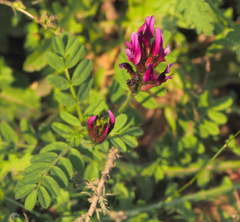 Astragalus callichrous