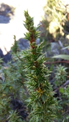 Cliffortia tridentata