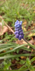 Muscari botryoides