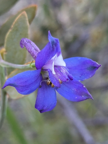 Image of Delphinium scaposum by (c) Rachel Stringham, some rights reserved (CC BY)