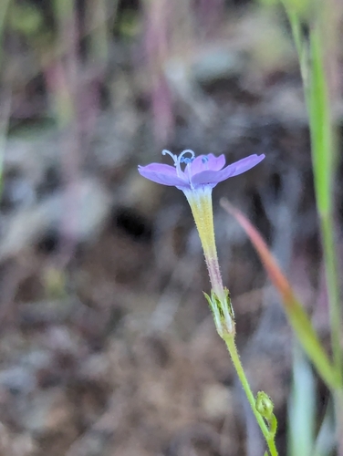 Image of Gilia flavocincta by (c) Rachel Stringham, some rights reserved (CC BY)