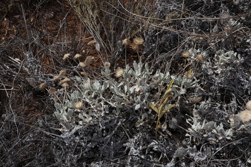 Rock Everlasting (Anemocarpa podolepidium)