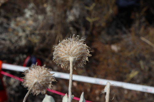 Image of Anemocarpa podolepidium by (c) Thomas Mesaglio, some rights reserved (CC BY)