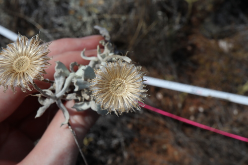 Image of Anemocarpa podolepidium by (c) Thomas Mesaglio, some rights reserved (CC BY)