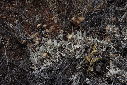 Image of Anemocarpa podolepidium by (c) Thomas Mesaglio, some rights reserved (CC BY)