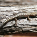 Zigzag Velvet Gecko - Photo (c) Ray Turnbull, some rights reserved (CC BY-NC), uploaded by Ray Turnbull