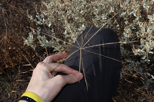 Image of Enteropogon acicularis by (c) Thomas Mesaglio, some rights reserved (CC BY)