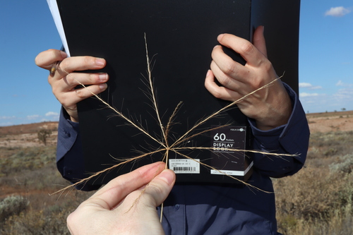 Image of Enteropogon acicularis by (c) Thomas Mesaglio, some rights reserved (CC BY)