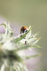 Coccinella septempunctata