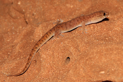 Gehyra pilbara