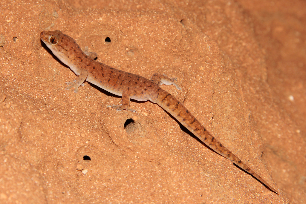 Pilbara Dtella
