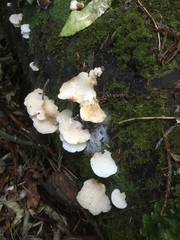 Favolaschia pustulosa
