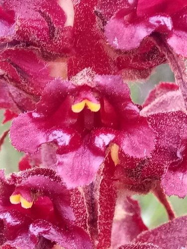 Image of Orobanche variegata by (c) Karim Haddad, some rights reserved (CC BY)