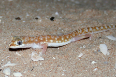 Lucasium alboguttatum