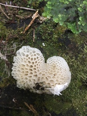 Favolaschia pustulosa