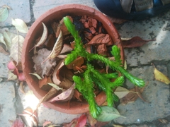 Phlegmariurus saururus