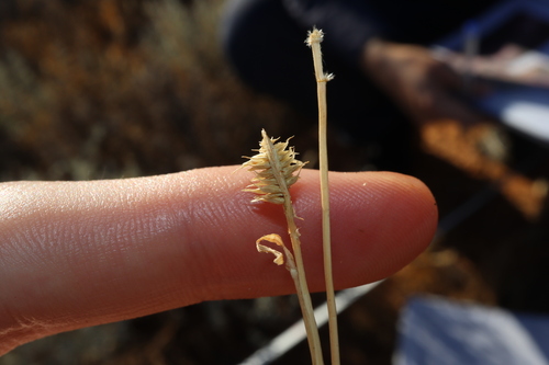 Image of Dactyloctenium radulans by (c) Thomas Mesaglio, some rights reserved (CC BY)