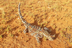 Moloch horridus
