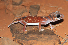 Nephrurus vertebralis