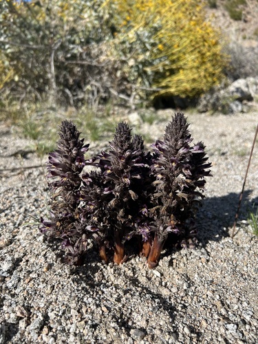 iNaturalist observation photo of desert broomrape