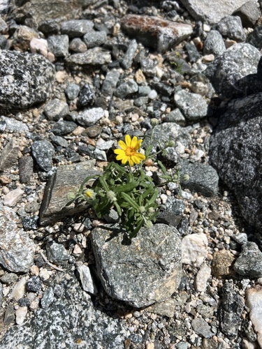iNaturalist observation photo of Beautiful Woolly Sunflower