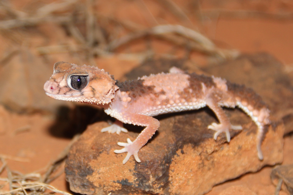 Gecko à queue en bouton de Wheeler (Nephrurus wheeleri)