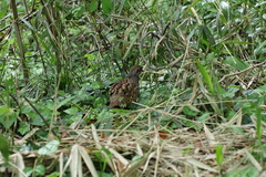 Bambusicola thoracicus