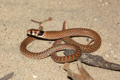Pygopus nigriceps