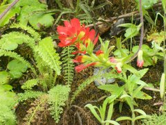 Castilleja affinis