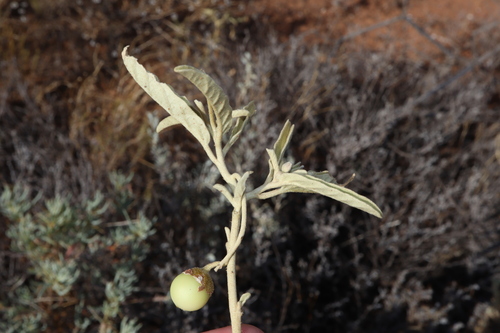 Image of Solanum esuriale by (c) Thomas Mesaglio, some rights reserved (CC BY)