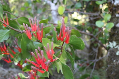 Peraxilla colensoi